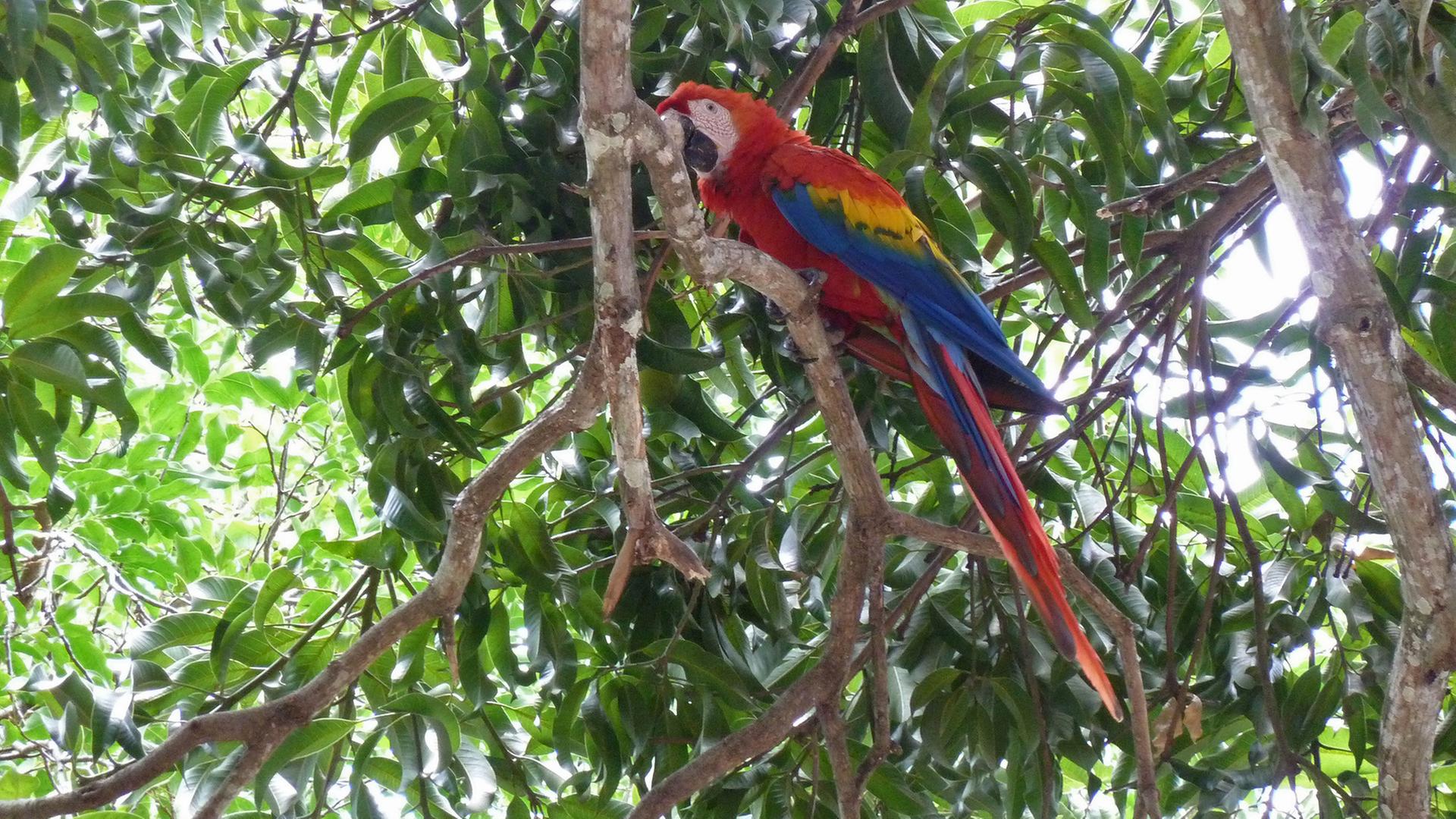 Ein Bunter Papagei sitzt in einem Baum