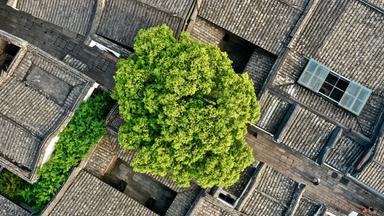 Luftbild Dächer und Baum