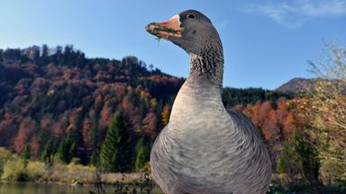 Das Bild zeigt eine Graugans mit frischem Grünzeug im Schnabel. Im Hintergrund sind Berge und bunt gefärbte Bäume zu sehen, unter einem klaren blauen Himmel.