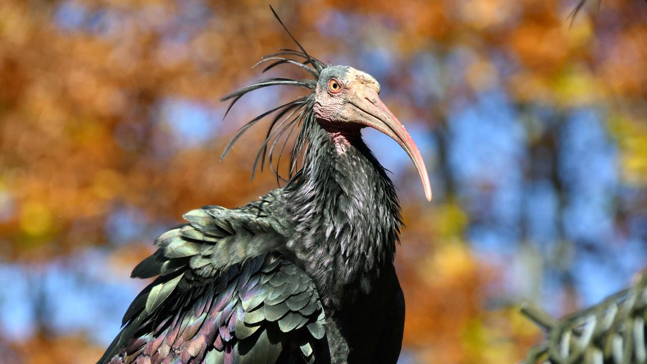 Das Bild zeigt einen Waldrapp, einen großen Vogel mit schwarzem Gefieder und einem langen, gebogenen Schnabel. Der Hintergrund besteht aus unscharfen herbstlichen Farben.