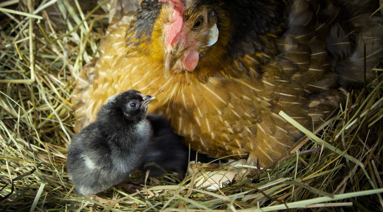 Das Bild zeigt eine Henne und ein Küken in einem Nest aus trockenem Gras und Stroh. Die Henne hat ein gefiedertes, braunes Gefieder mit dunklen Streifen und eine charakteristische rote Gesichtsbedeckung. Das Küken ist klein, hat ein graues und schwarzes Gefieder und schaut neugierig zur Henne auf. Die Szenerie wirkt ruhig und intim, da die Henne über dem Küken sitzt. Die Umgebung ist leicht verschwommen, was den Fokus auf die beiden Tiere lenkt. Das Bild vermittelt ein Gefühl von Fürsorge und Schutz.