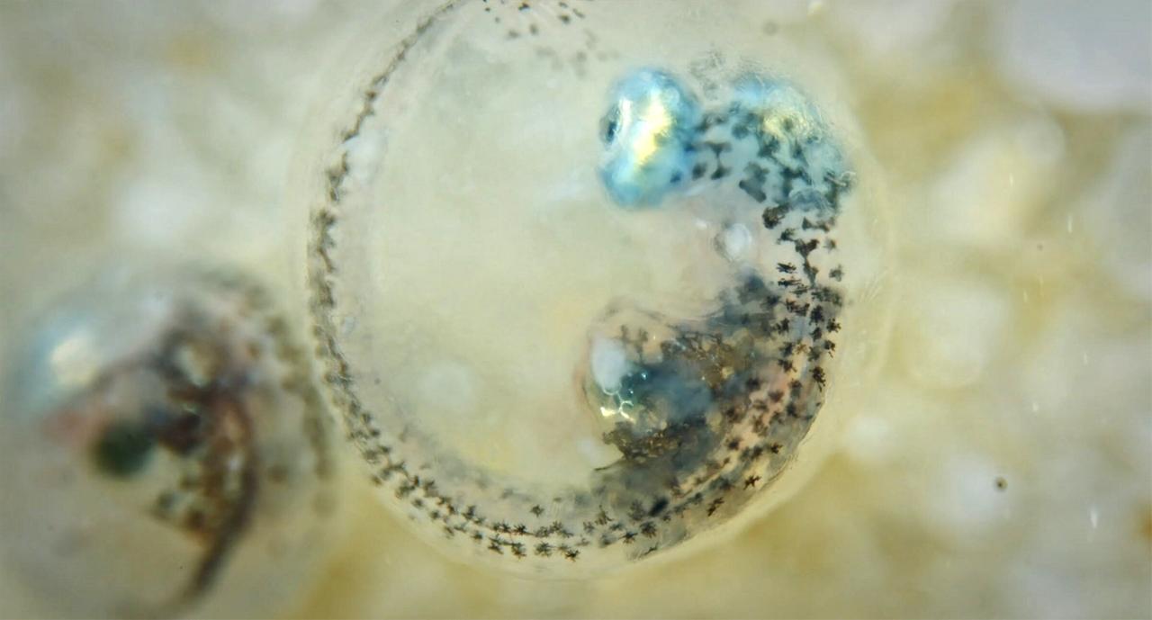 Das Bild zeigt ein Makroaufnahme eines Killifisch-Eis. In der durchsichtigen Eihülle sind kleine, schwimmende Embryos zu erkennen, die sich in einer geschwungenen Position befinden. Der Hintergrund ist unscharf und zeigt eine helle, gelbliche Farbe. Die Struktur der Eihülle ist weich und glänzend. Es sind auch feine Linien und Muster wahrnehmbar, die die Oberfläche des Eis charakterisieren. Die Bildkomposition vermittelt eine intime Perspektive auf die Entwicklung des Lebens im Ei.