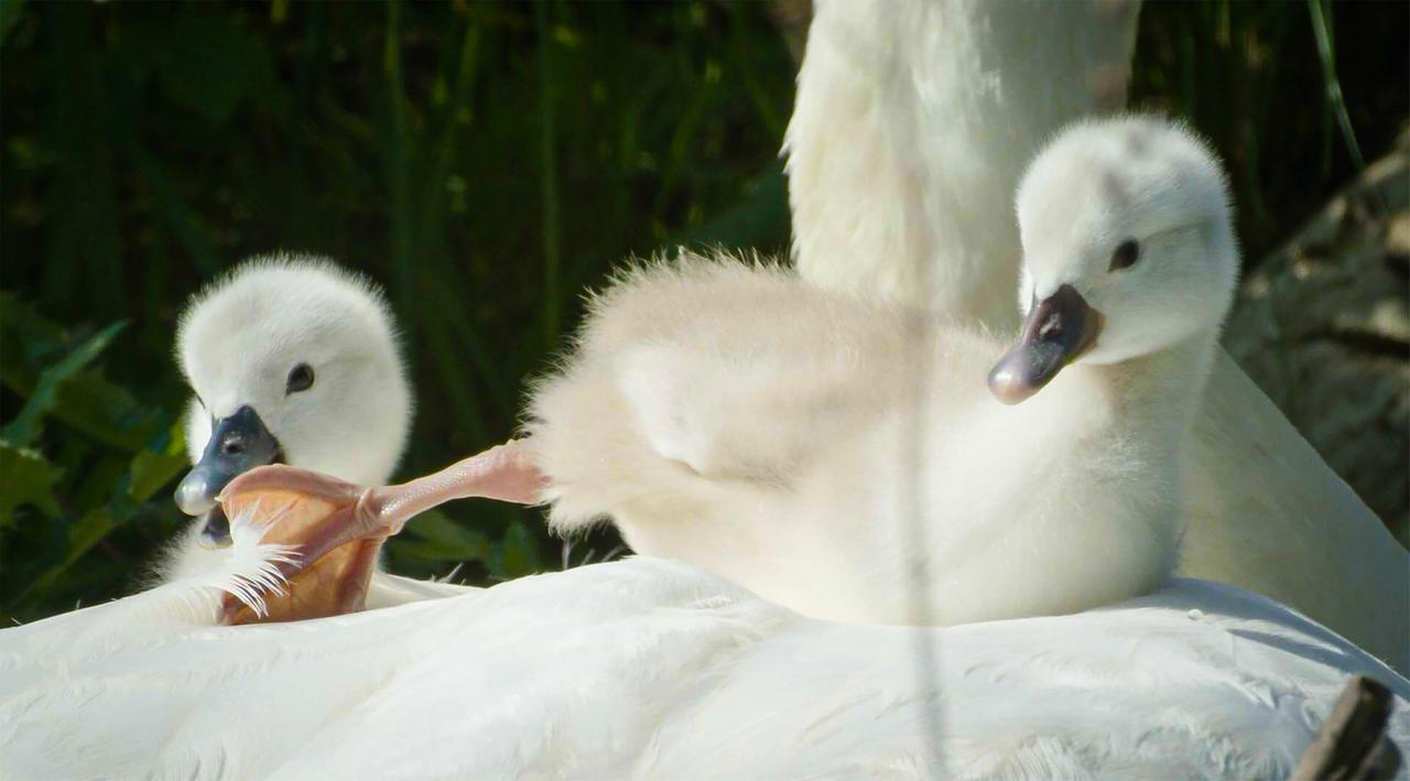 Das Bild zeigt zwei Schwanenküken, die auf dem Rücken einer erwachsenen Schwans ruhen. Die Küken haben ein flauschiges, grauweißes Gefieder und runde Köpfe mit kurzen, dunklen Schnäbeln. Eines der Küken ist aktiv und schaut zur Seite, während das andere entspannt daliegt. Im Hintergrund sind grüne Pflanzen sichtbar, die den Lebensraum der Schwäne umgeben. Das Bild vermittelt eine ruhige und friedliche Atmosphäre, die den familiären Zusammenhalt der Tiere betont. Es handelt sich um eine Szene aus der Natur, die die Beziehung zwischen den Küken und ihrem Elternteil zeigt.