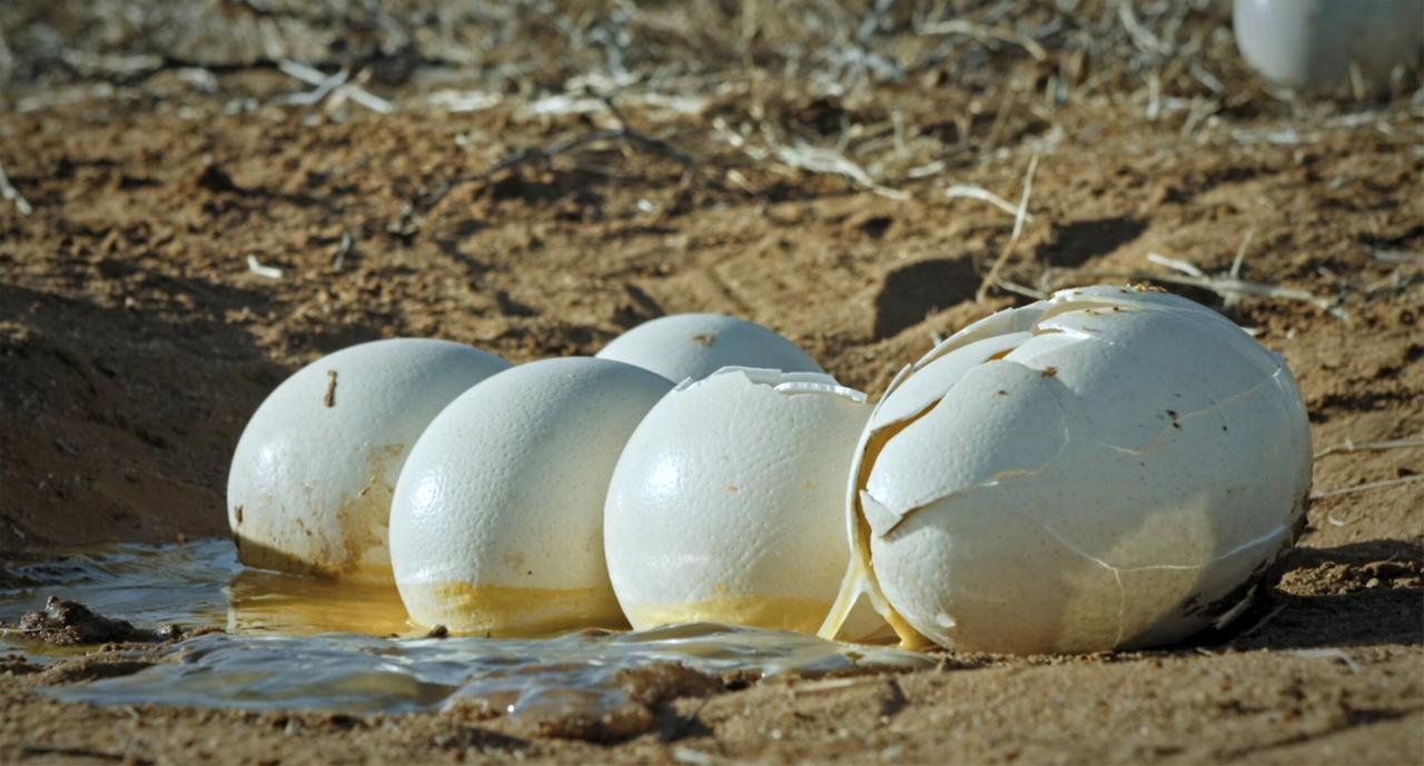 Das Bild zeigt eine Gruppe von Eiern, die auf einem trockenen, sandigen Boden liegen. Die Eier sind groß, oval und haben eine glatte, weißliche Oberfläche. Einige der Eier sind intact, während andere zerbrochen sind, wobei die Schalen teilweise in Stücke gefallen sind und eine gelbliche Flüssigkeit auf den Boden tropft. Der Hintergrund ist unscharf, aber es sind einige trockene Pflanzenreste und Erde zu sehen, die auf eine natürliche Umgebung hinweisen. Die Szene vermittelt einen Eindruck von Einsamkeit und Zerbrechlichkeit des Lebens, passend zur Thematik der Dokumentation über Eier und deren Lebensumfeld.