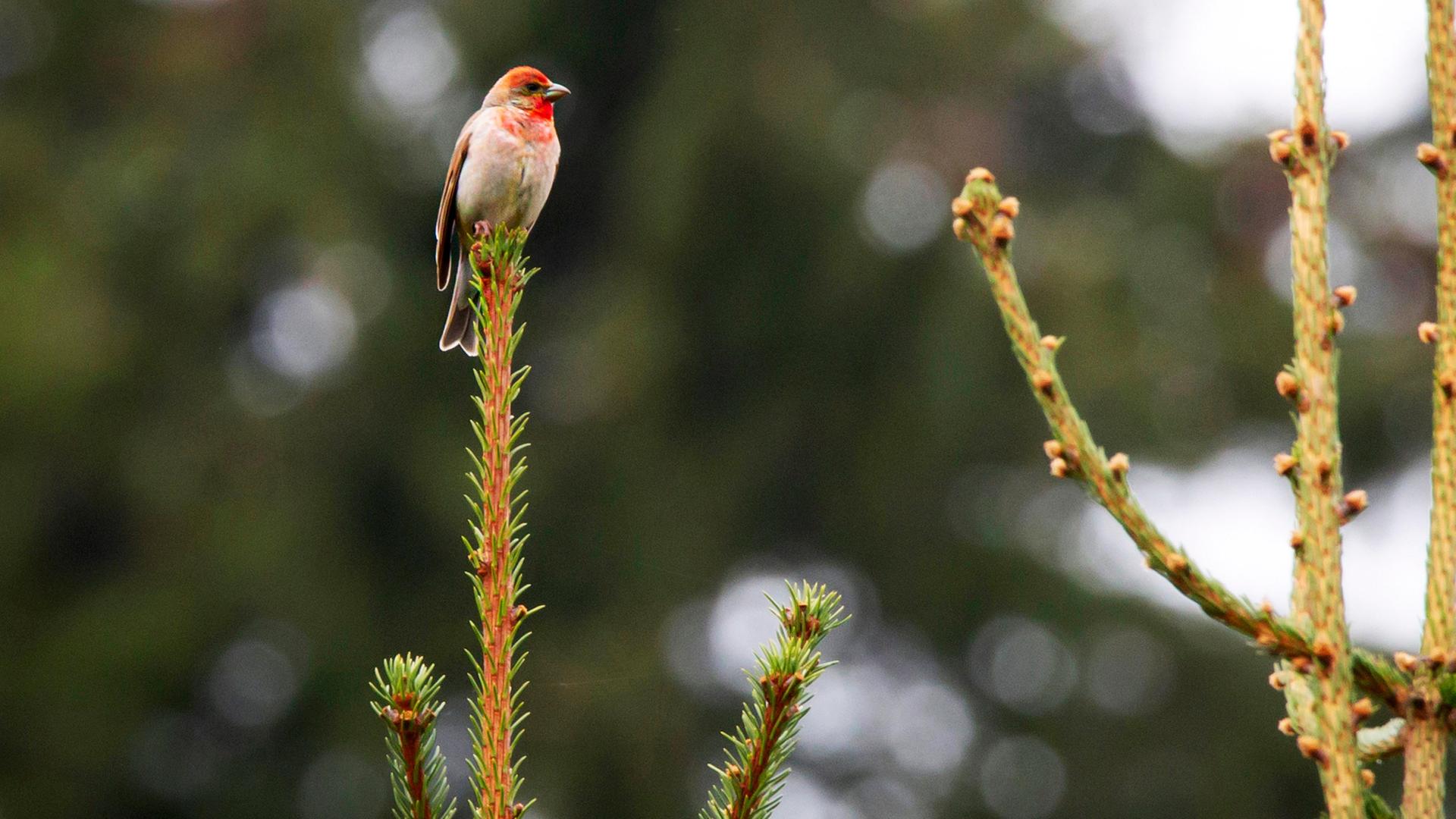 Ein kleiner, bunter Vogel sitzt auf einer Nadelbaumspitze.