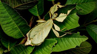Ein hellgrünes Tier auf grünen Blättern sitzend