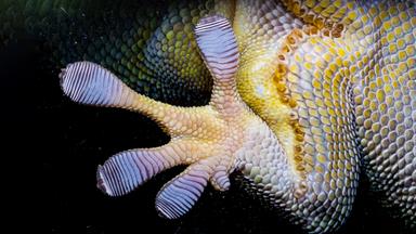 Ein Fuß und etwas Bauchfläche von einem Gecko, der über Glas läuft