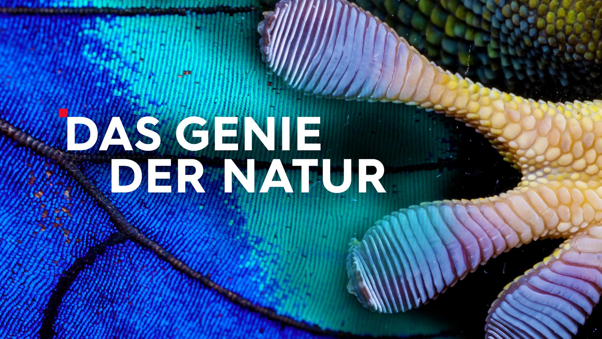 Das Genie der Natur Sendetypical 2400x1350 16zu9