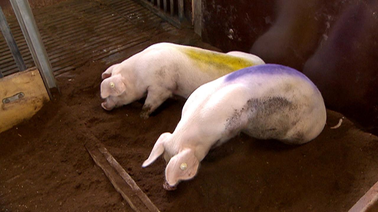 Standbild: Das Glück der Schweine