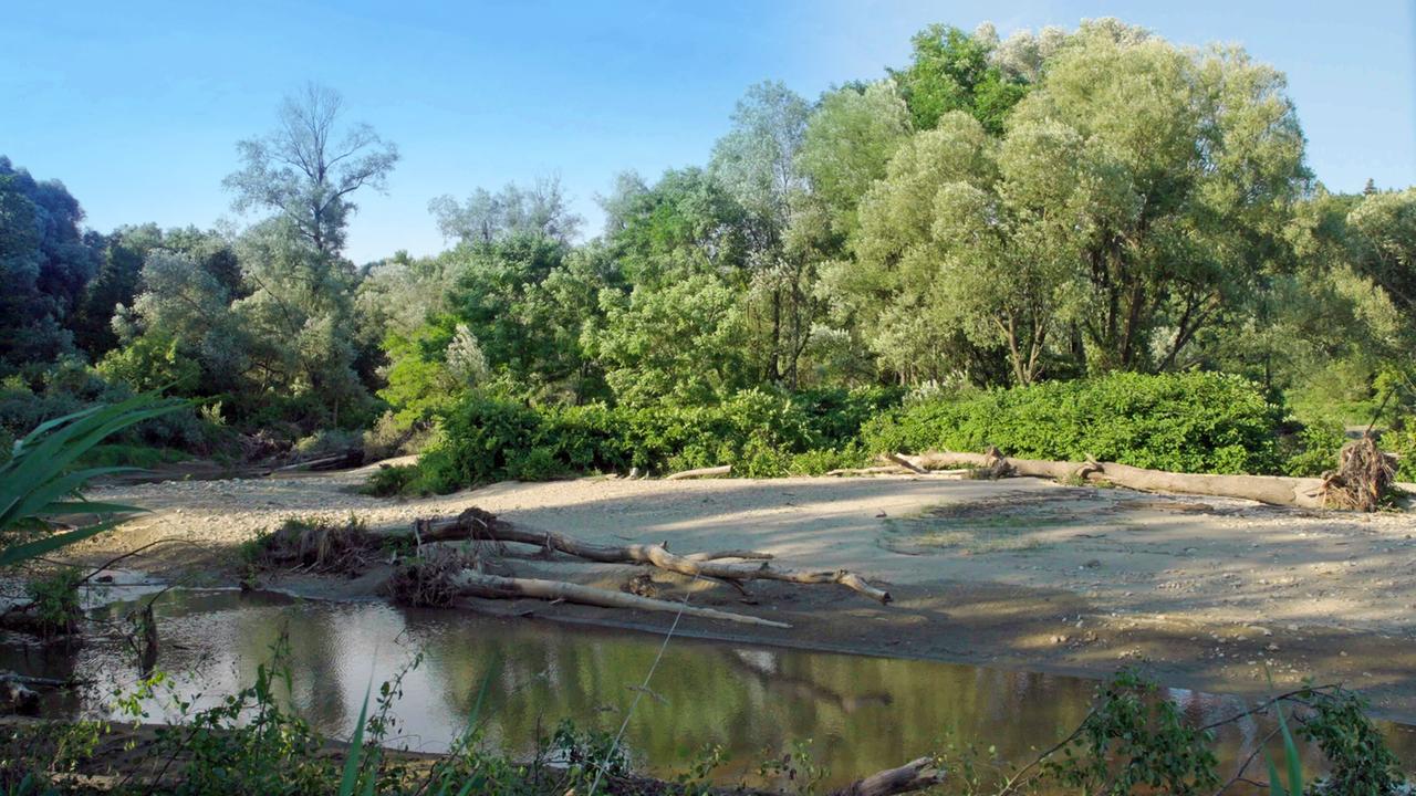 Ein Fluss, im Hintergrund Bäume, im Wasser ein alter Baumstamm