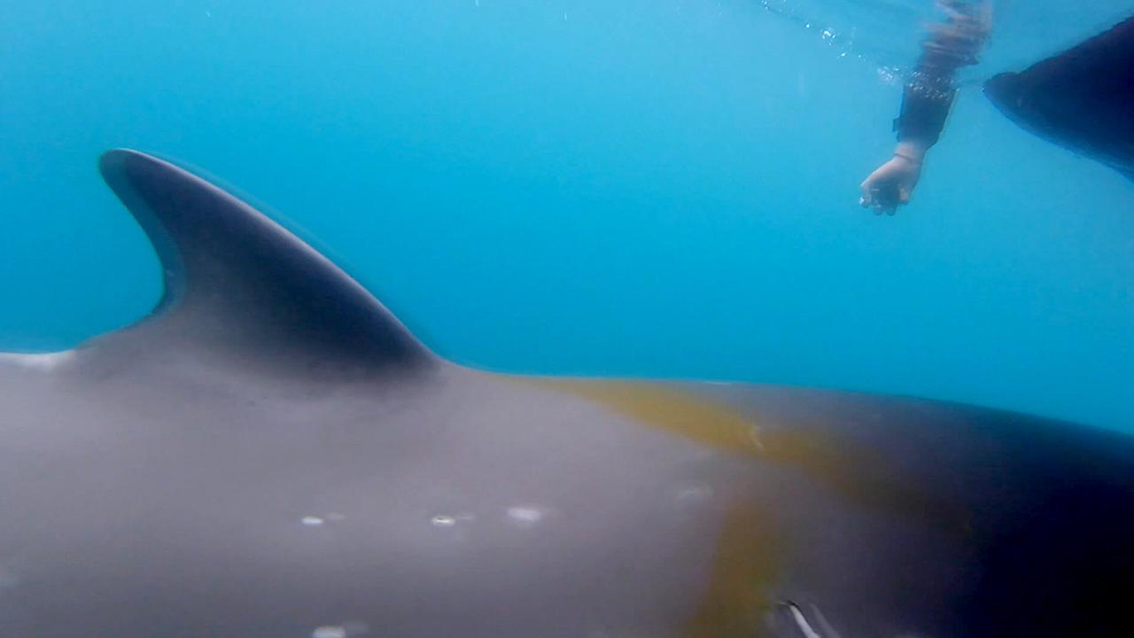 Standbild: Das Leben aus Walsicht