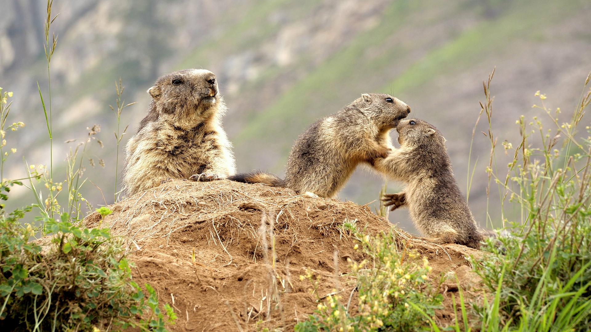 Drei Murmeltiere auf einem Erdhügel in alpiner Landschaft, zwei interagieren spielerisch miteinander, eines sitzt daneben.
