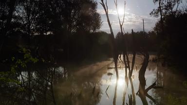 Das Bild zeigt eine idyllische Naturszene im Raabtal, wie es in der Dokumentation beschrieben wird. Im Vordergrund verläuft ein ruhiger, leicht nebelverhangener Fluss, der die umgebende Landschaft widerspiegelt. Langgestreckte, teilweise verwitterte Baumstämme ragen aus dem Wasser, und ihre Schatten sind auf der Oberfläche zu sehen.   Auf der linken Seite sind einige frische grüne Blätter sichtbar, die einen Kontrast zur dunkleren Farbpalette der Bäume und des Wassers bilden. Im Hintergrund sind dichte Baumreihe sichtbar, die die Szenerie umrahmen. Am Himmel ist die Sonne zu sehen, die durch einige Wolken hindurchscheint und das gesamte Bild in sanftes Licht taucht.   Der gesamte Eindruck des Bildes vermittelt eine ruhige und friedliche Atmosphäre, die die unberührte Natur des Raabtals hervorhebt.