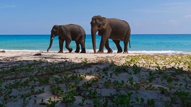 Zwei Elefanten am Strand.