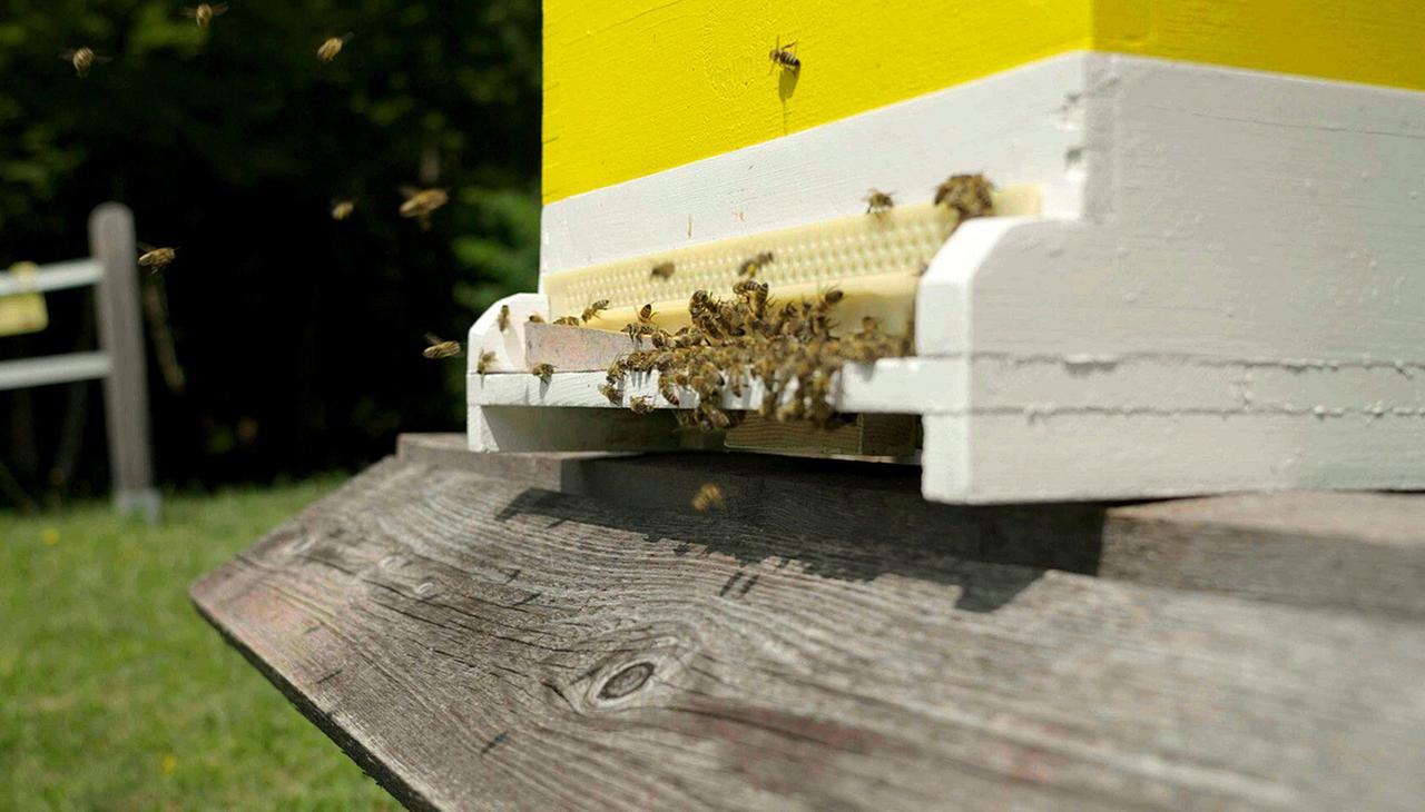 Viele Bienen am Einflugbereich eines Bienenstockes 
