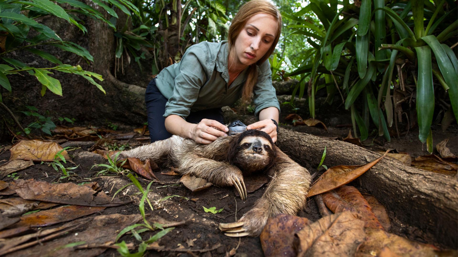 "Das Überleben der Langsamsten": Faultiere ernähren sich sehr kalorienarm. Sie fressen Blätter von etwa hundertverschiedenen Baumarten. In einem Blatt steckt nicht viel Energie. Das ist also der Grund für ihre Langsamkeit. Sie bekommen nicht viel Energie aus ihrer Nahrung.