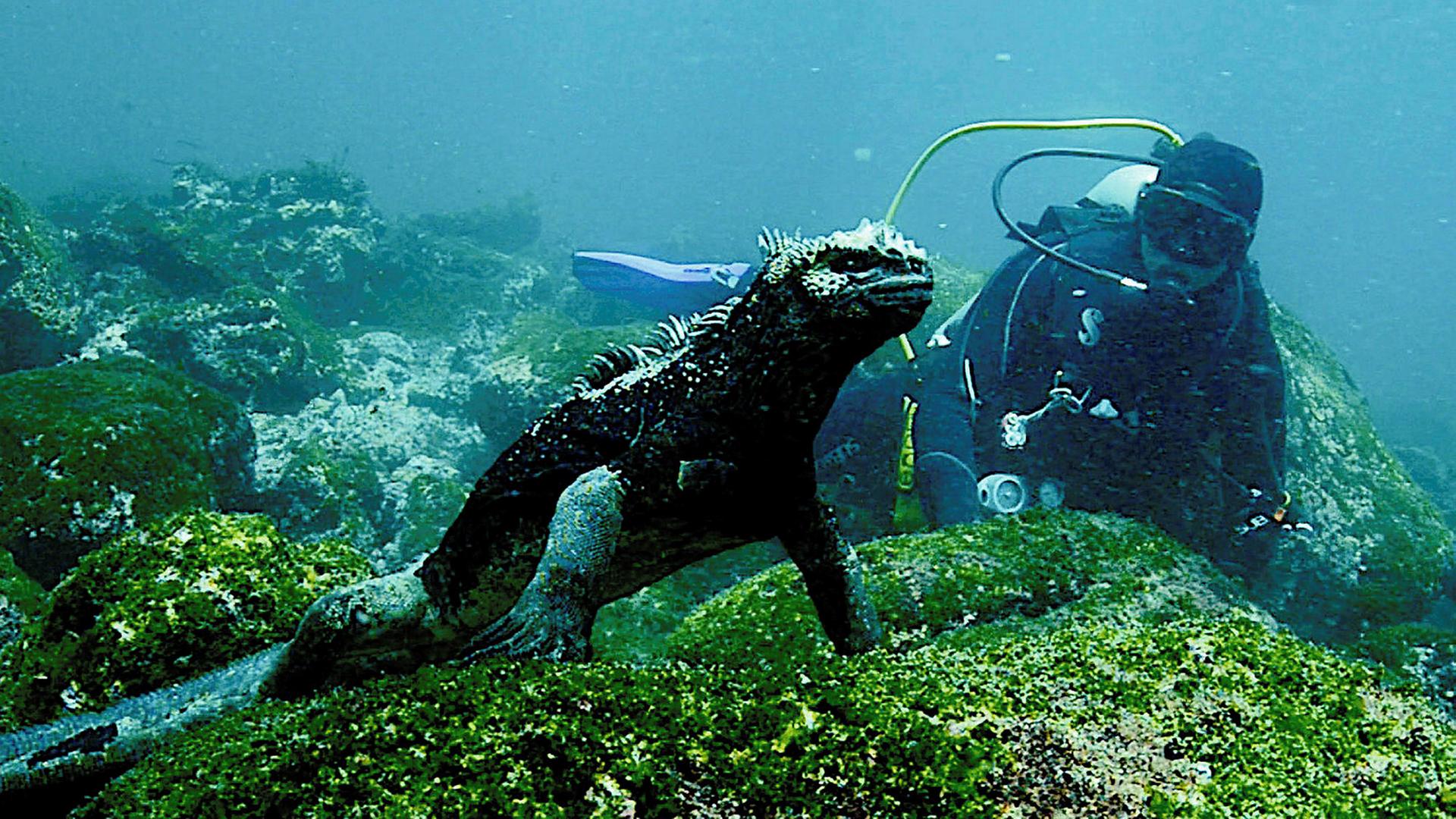 Gott, Botox und Urtiere_Galapagos Touristenführer Mathias Espinosa betrachtet eine Meerechse unter Wasser