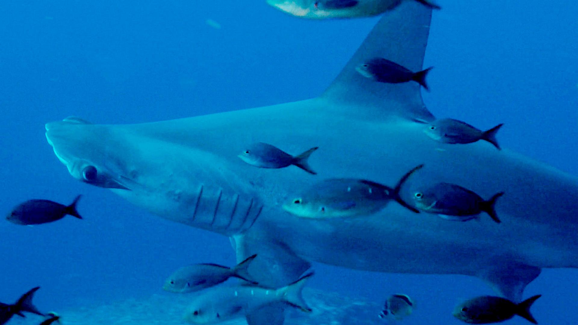 Löwen, Haie und ein Staatspräsident_Im riesigen marinen Schutzgebiet von Galapagos gedeihen Hammerhaie