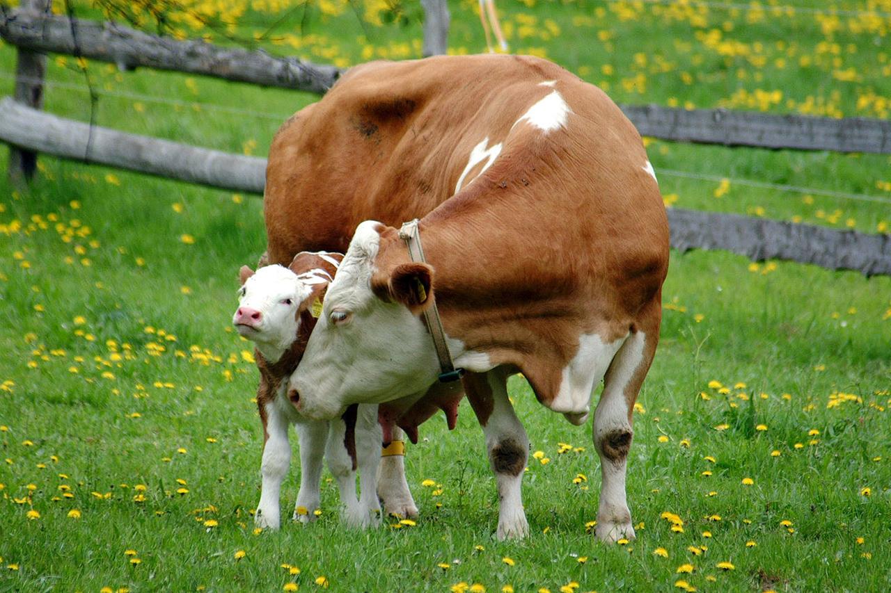 eine kuh mit ihrem kaelbchen auf einer wiese