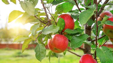 Knallrote Äpfel im Gegenlicht am Baum hängend.