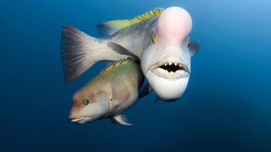 Unterwasser-Bild: Zwei Fische mit Beulen am Kopf.