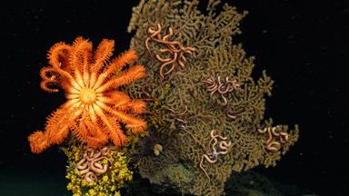 Leuchtende Pflanzen vor dunklem Hintergrund