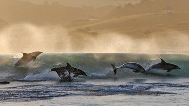Delfine springen übers Meer