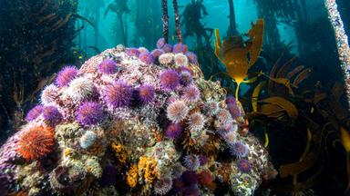 Unterwasserbild: Viele bunte stachelige Kugeln sammeln sich an einer Stelle