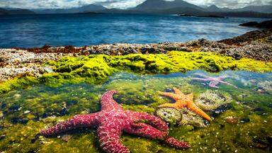 Bunte Seesterne liegen an der Küste, im Hintergrund der Ozean und Berge.