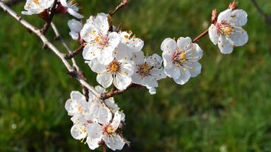 Marillenblüten