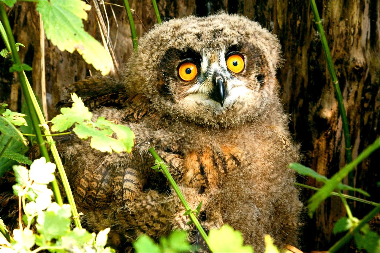junger Uhu
