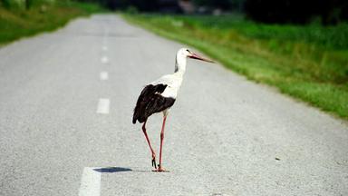 Weißstorch in Cigoc, Kroatien