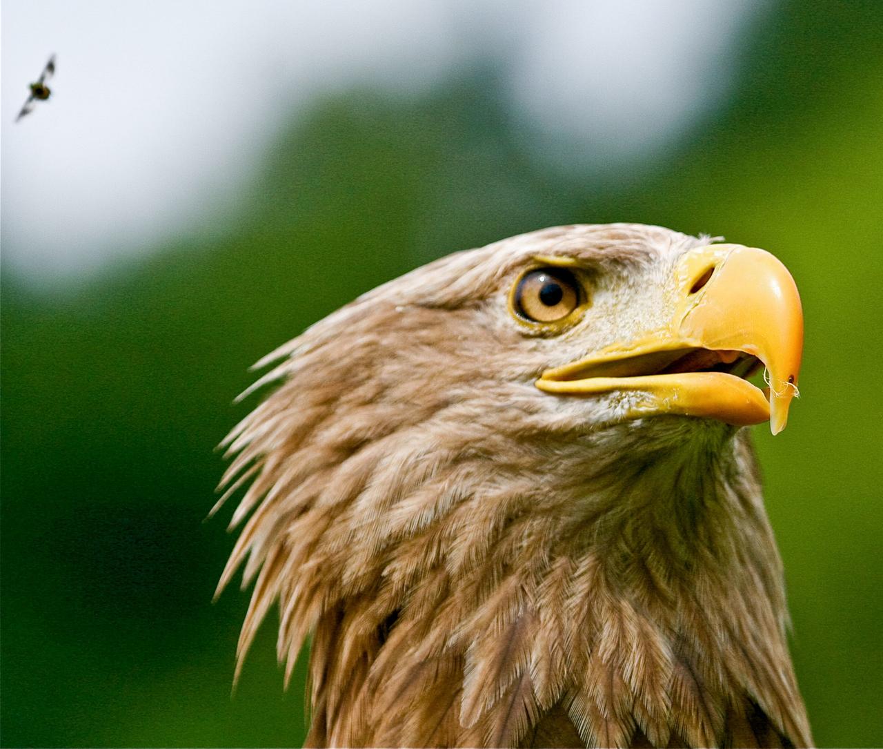 Ausgewachsener Seeadler schaut auf