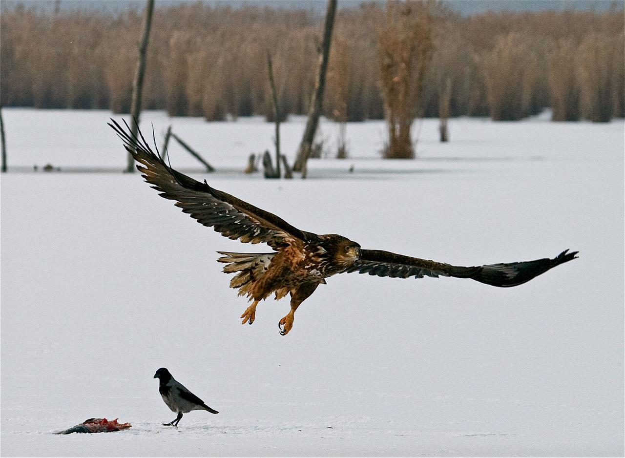 Ein Seeadler fliegt auf