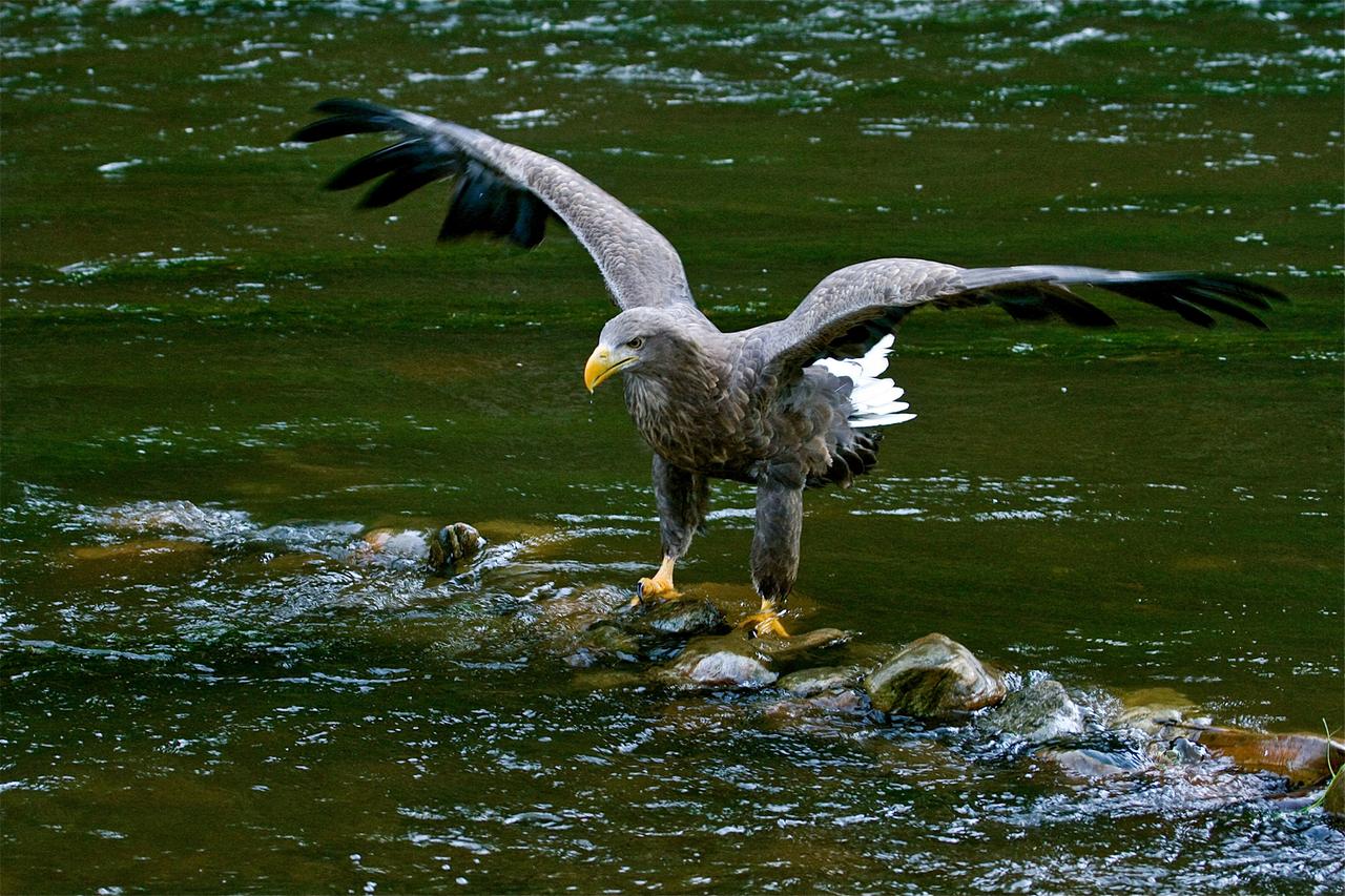 Ein Seeadler auf Steinen im Fluss