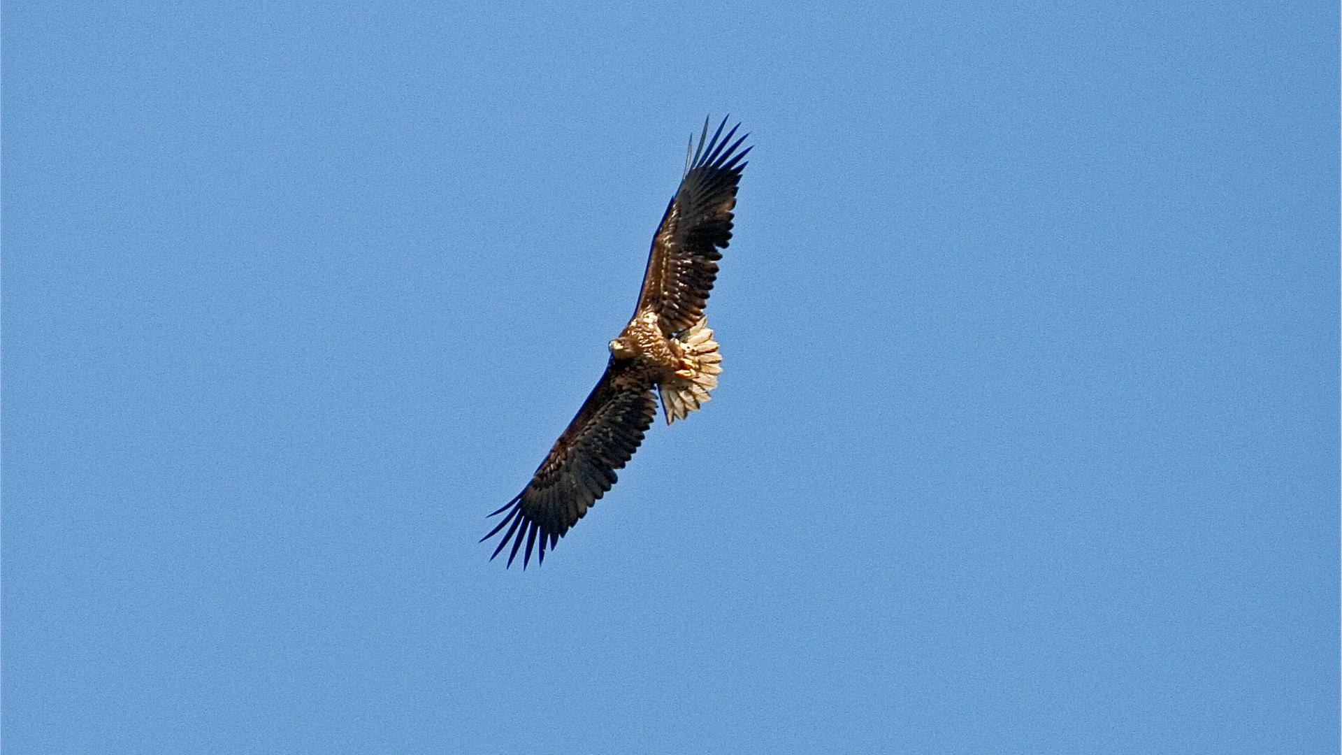 Ein Seeadler kreist in der Luft