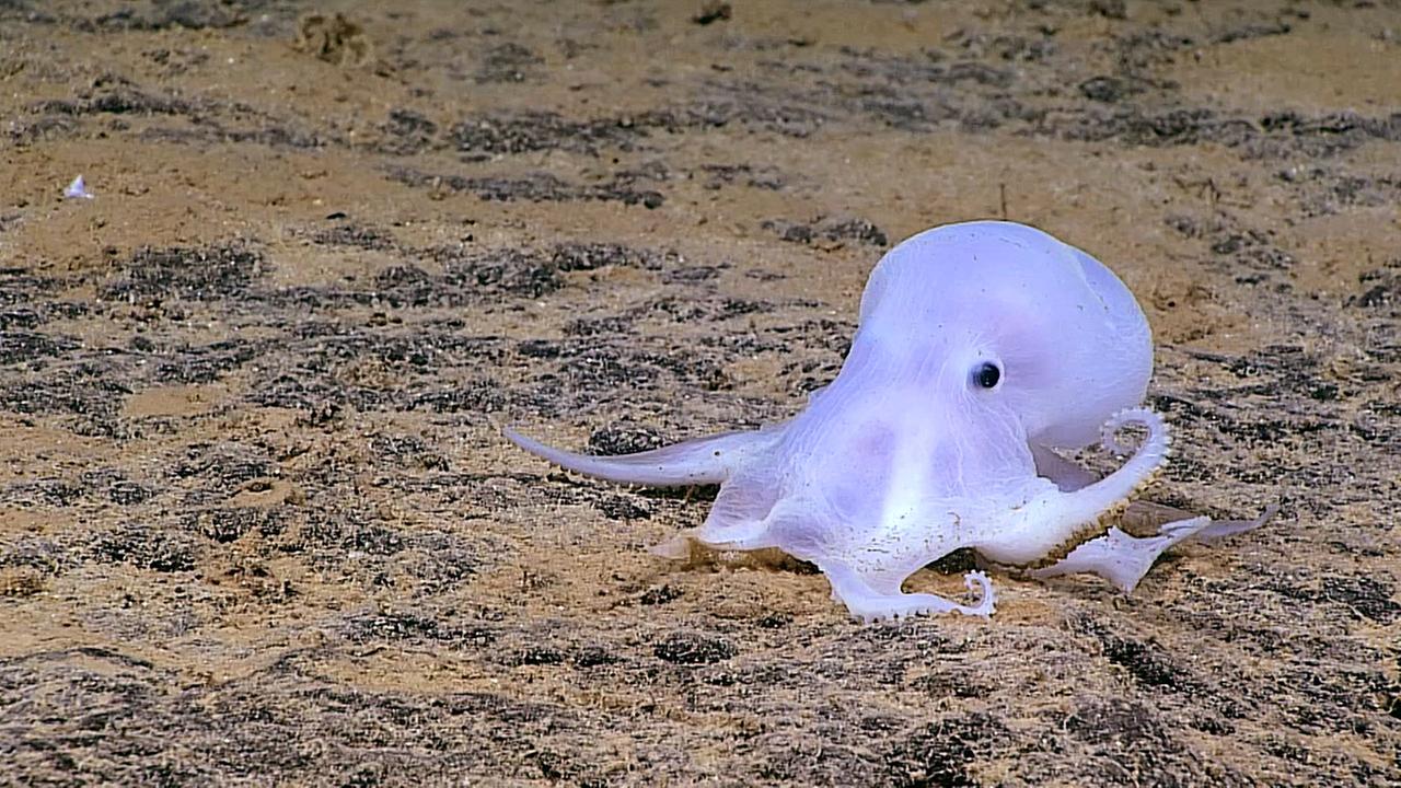 Standbild: Der Krake und die Knolle