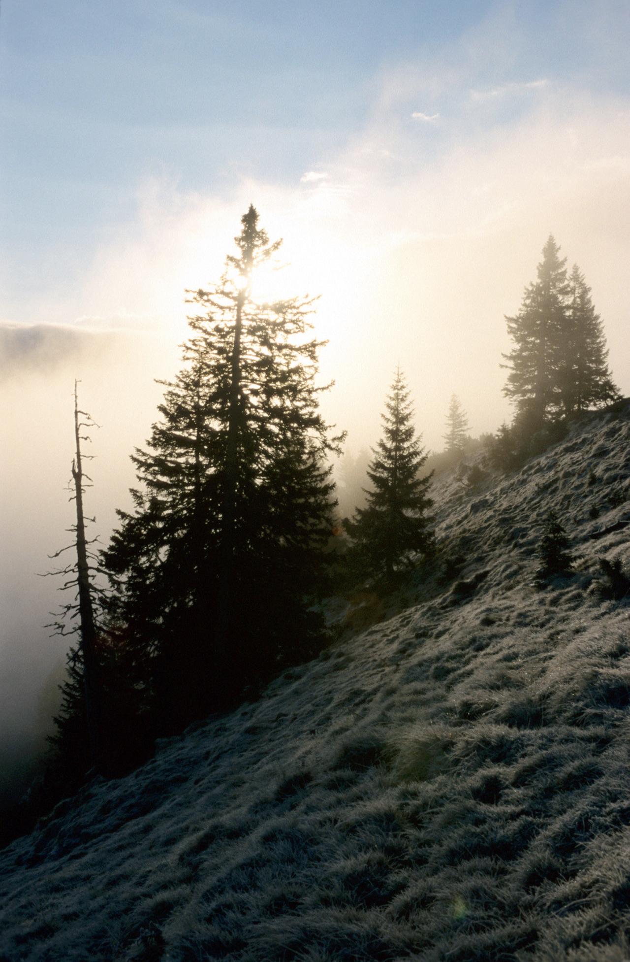 Tannen im Gegenlicht