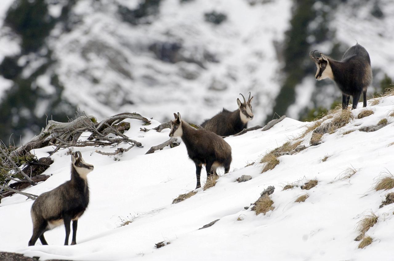 Tiere auf schneebedeckten Felsen