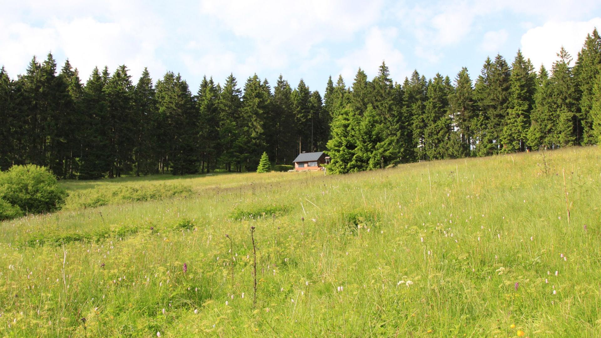 Eine Hütte an einem Wald.