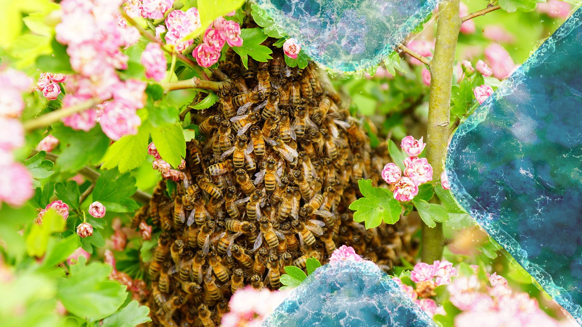 Sehr viele Bienen tummeln sich auf einem Haufen. Sie sind von rosafarbenden Blüten umgeben. 