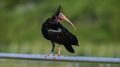 Ein Waldrapp auf einer Stange sitzend vor grünem Hintergrund