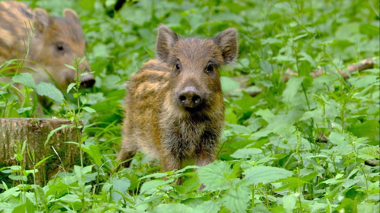Wildschweinferkel