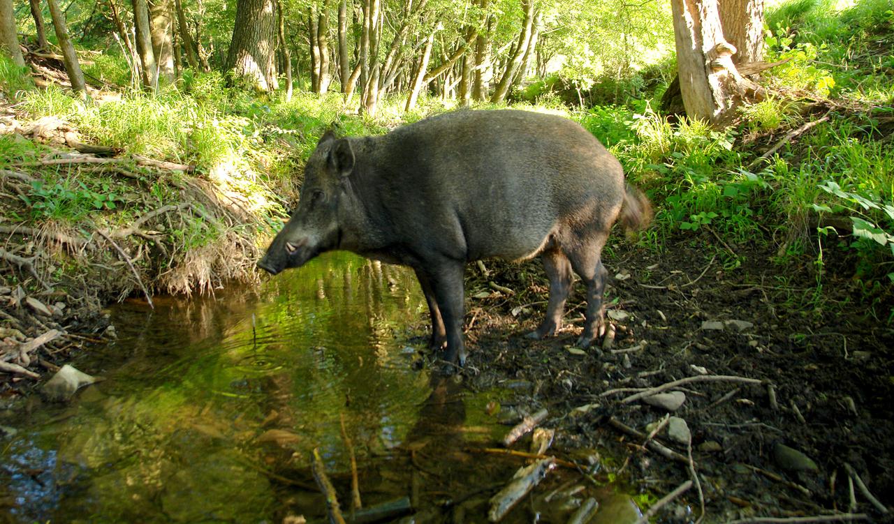 Wildschwein im Wald im Bach
