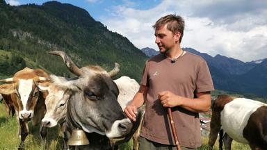  Die „Almretter“: Christian Schratz und seiner Leitkuh Afra steht einer der steilsten-Alp-Auftriebe im Allgäu bevor. Es geht auf die Gehrenalpe hinauf, die 70 Jahre lang brach lag und die der 36jährige Christian vor sieben Jahren wieder urbar machte. Afra ist mit 15 Jahren die Herdenälteste. Es ist ungewiss, ob sie den steilen Pfad hinauf noch einmal schafft.