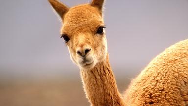 Ein Vikunja-Weibchen im Chilenischen Altiplano.
