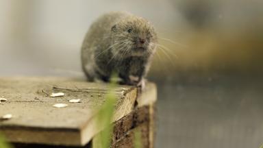 Eine kleine Maus auf einem Holzbrett.