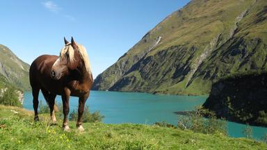 Ein Pferd steht vor einem türkisfarbenen See
