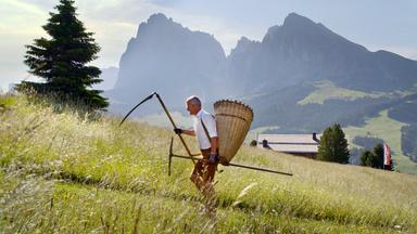 Der Hüttenwirt der Rauchhütte, Andreas Rauch, pflegt die Hänge der Seiser Alm noch traditionell mit Sense