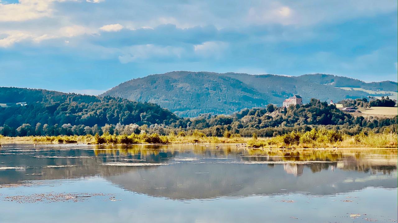Erfolgreiche Renatureirungsmassnahmen an der Drau.